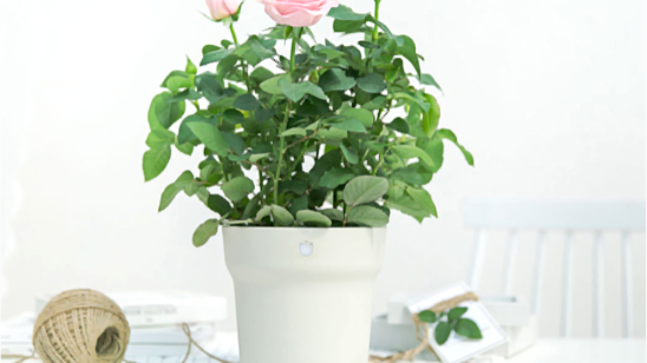 Xiaomi Flora Smart Flower Pot, una buena opción para cuidar plantas
