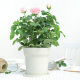 Xiaomi Flora Smart Flower Pot, una buena opción para cuidar plantas